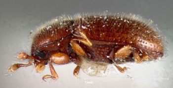 Media type: image;   Entomology 32543 Aspect: habitus lateral view 3
